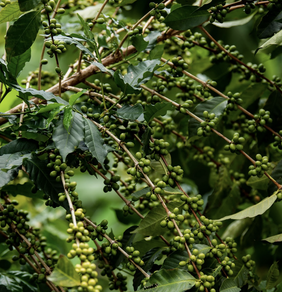 Cascara Tee - Kaffeekirschentee 125g